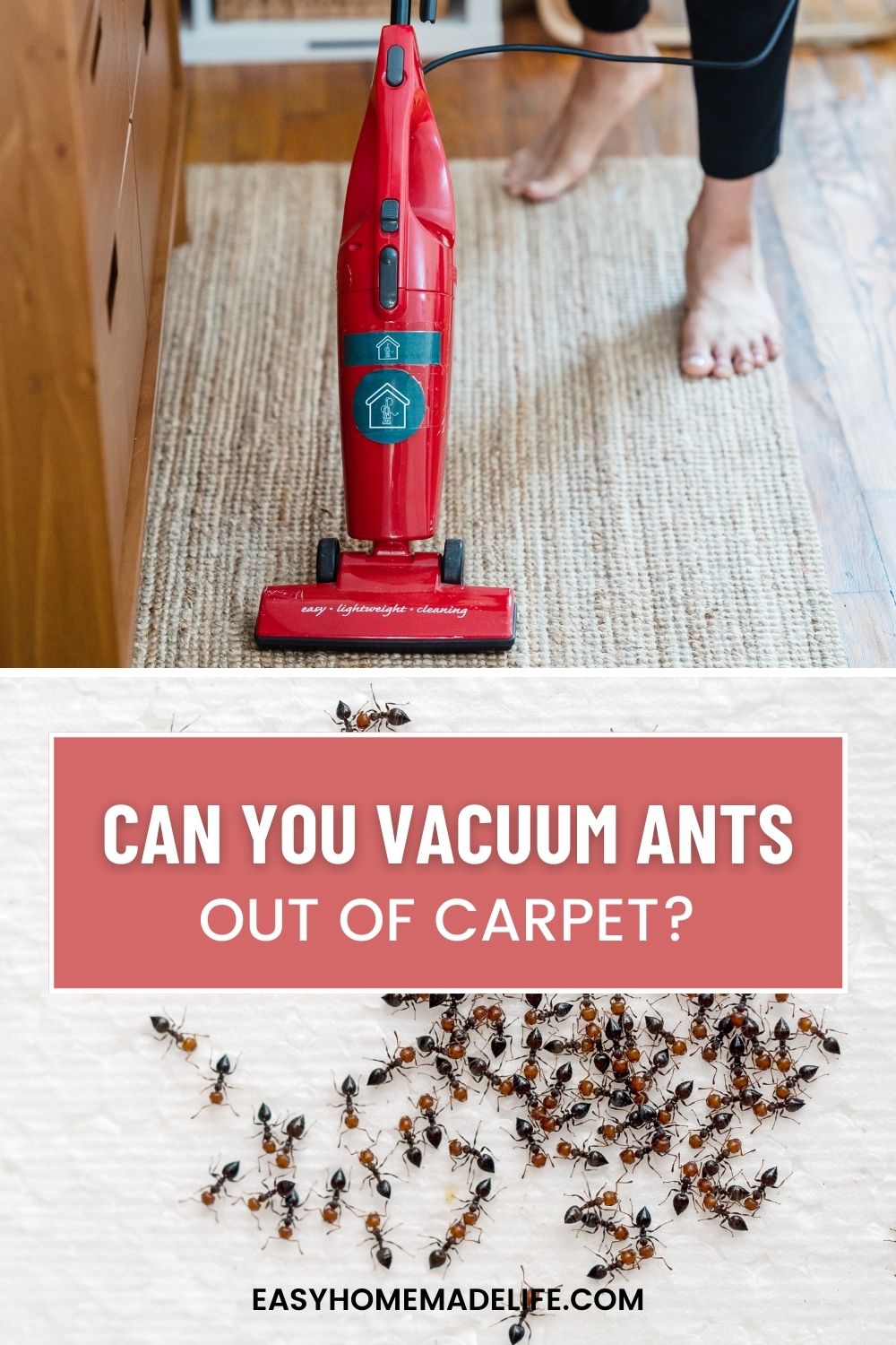 Can You Vacuum Ants Out of Carpet