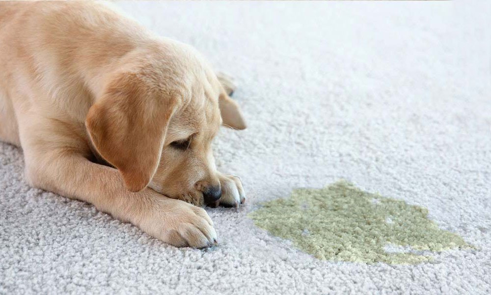 How to Get Rid of Dog Pee Smell in Carpet
