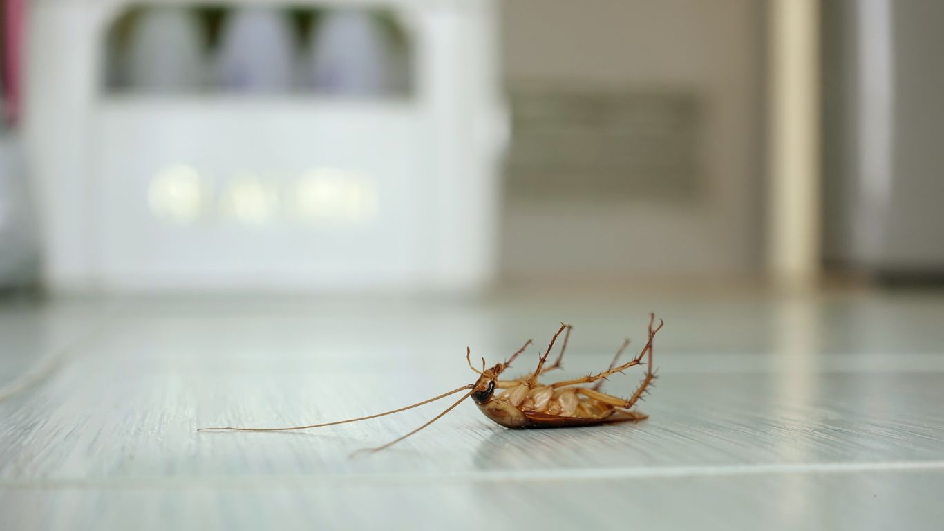 Do Vacuum Kill Roaches? Debunking Pest Myths 2 Do Vacuum Kill Roaches